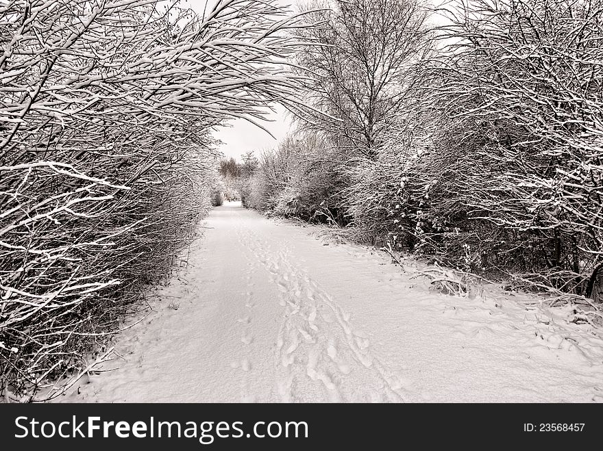 Snow Covered Path or Road with Footprints in Snow