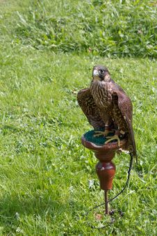 Falcon Sitting On A Perch Stock Photo Falcon Sitting On A Perch Stock Photo