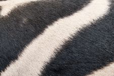 Zebra Skin Pattern Background Stock Photo