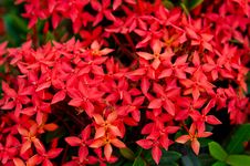 Bunch Of Red Ixora Stock Images Bunch Of Red Ixora Stock Images