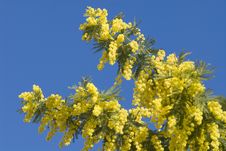 Mimosa Flowers On Plant Royalty Free Stock Photos