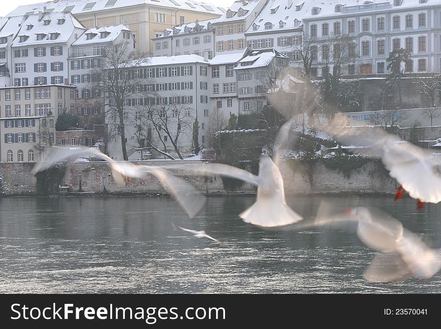 Birds in Basel against over Rhine river