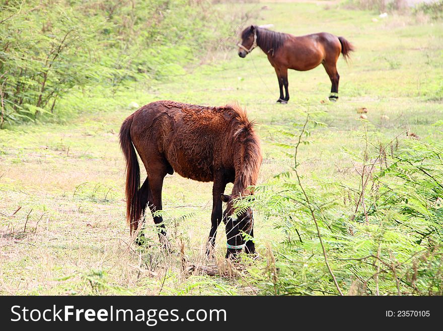 The horses are in country grass field