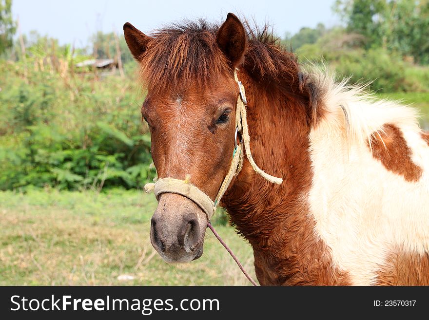 A horse is in country grass field