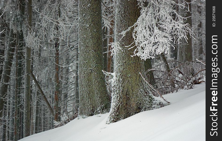 Winter background with a snow-covered wood landscape and a fur-tree. Ukraine, Carpathians. Winter background with a snow-covered wood landscape and a fur-tree. Ukraine, Carpathians