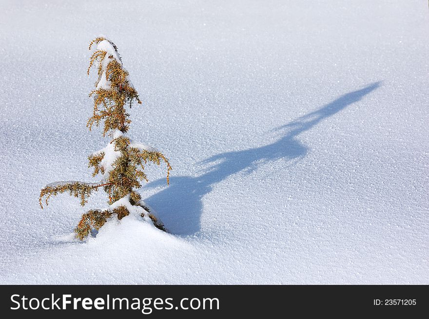 Winter background with a snow-covered wood landscape and a small fur-tree. Ukraine, Carpathians