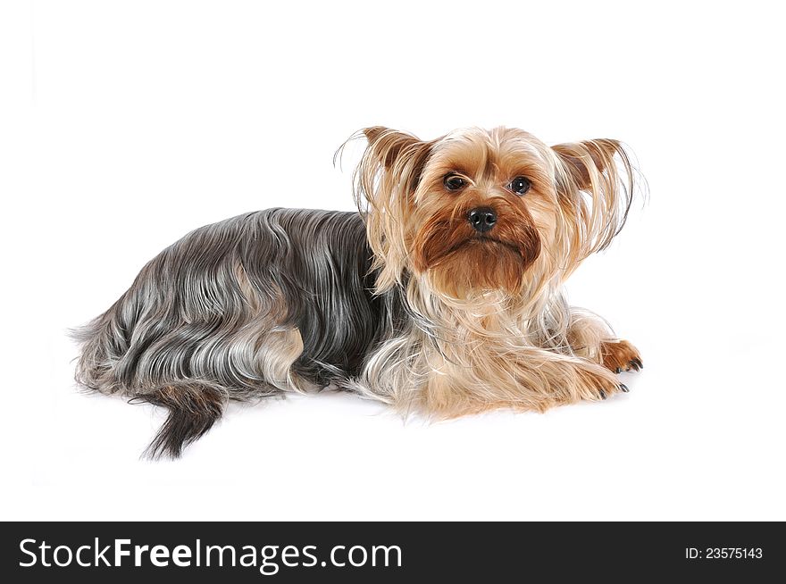 Yorkshire Terrier Portrait Isolated On White