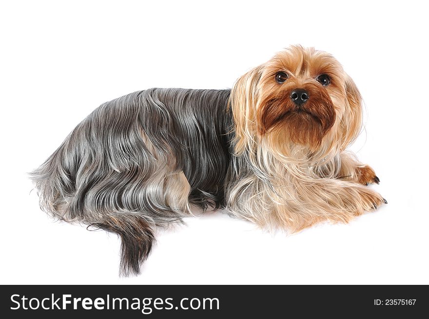 Portrait of yorkshire terrier isolated on white