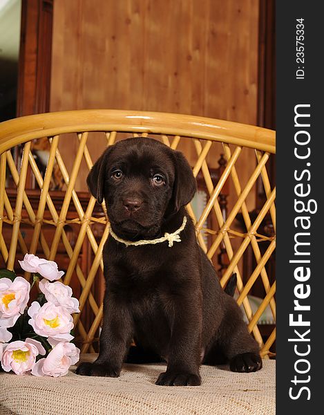 Portrait of labrador puppy brown color sits on the chair with bunch of flowers and looking at camera. Portrait of labrador puppy brown color sits on the chair with bunch of flowers and looking at camera