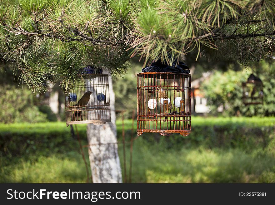 Bird In Cage