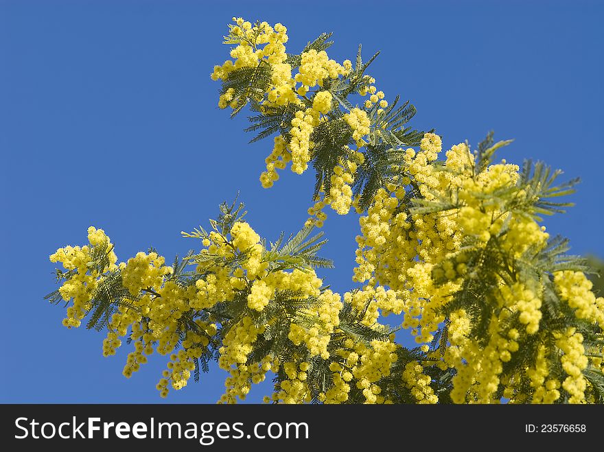 Mimosa flowers on plant in winter