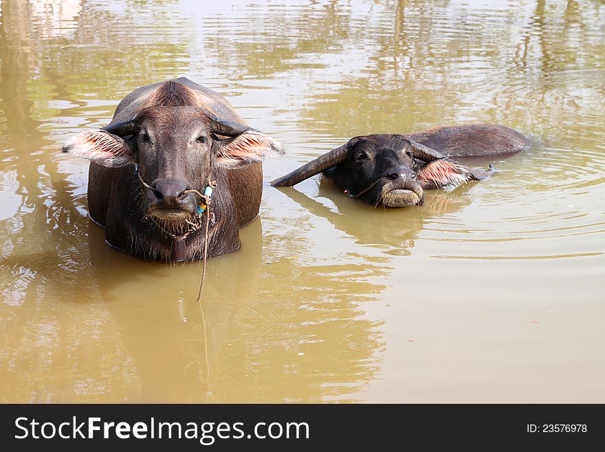 Buffalos are relax playing on rural pond. Buffalos are relax playing on rural pond