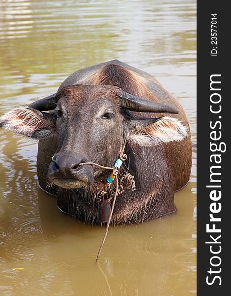 A buffalo is relax playing on rural pond. A buffalo is relax playing on rural pond