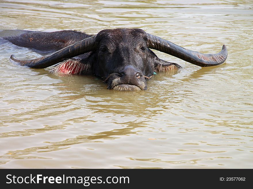 A Buffalo Is Relax Playing On Pond