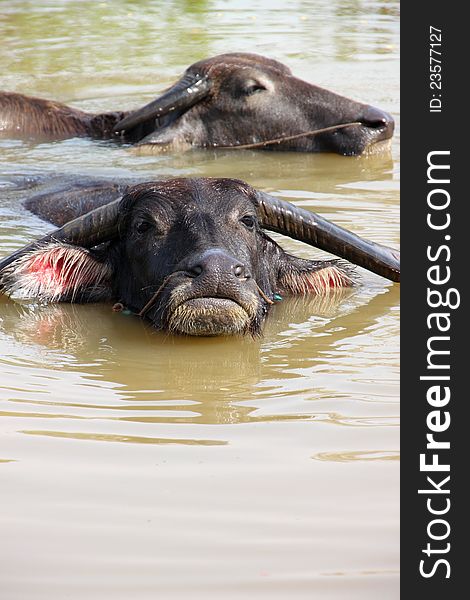 Buffalos are relax playing on pond