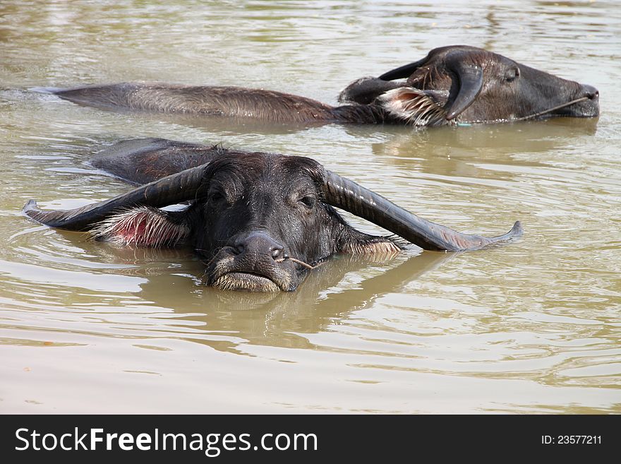 Buffalos are relax playing on rural pond. Buffalos are relax playing on rural pond