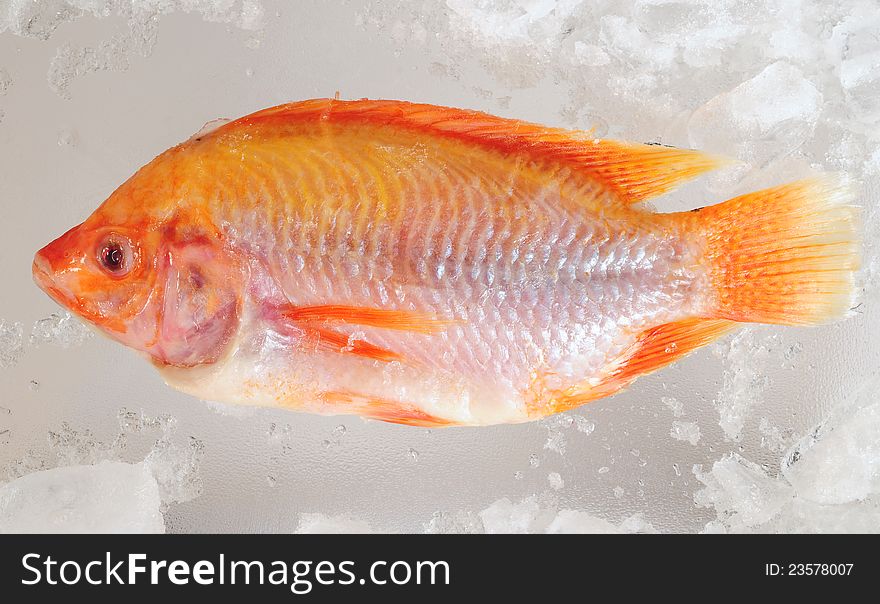 Fresh red fish on ice. Fresh red fish on ice.