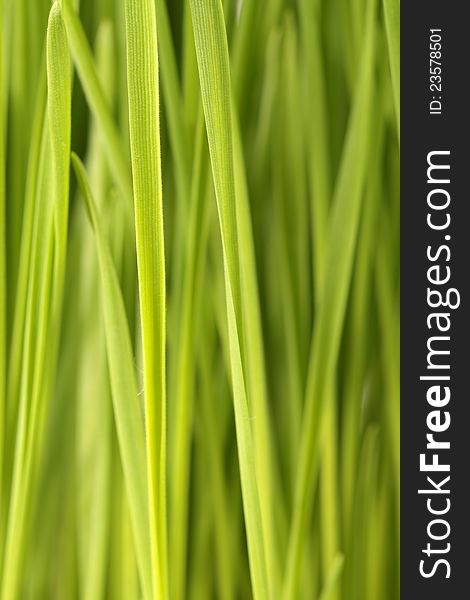 Fresh green grass abstract background