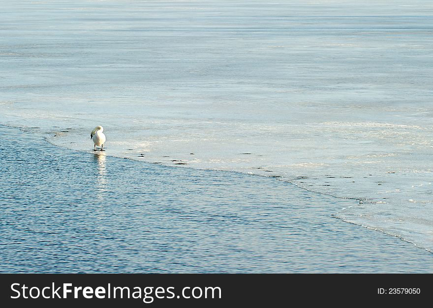 Lonely swan on frozen lake