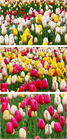 Bouquet Of Soft Pink Flowers In Wrapping Paper Stock Photo