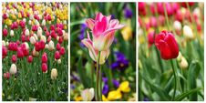 Tulip Collage Royalty Free Stock Image
