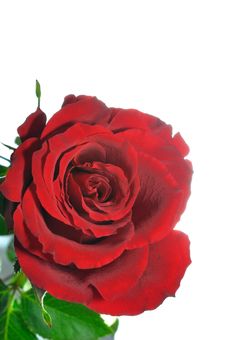 Dark Red Rose Royalty Free Stock Image Dark Red Rose Royalty Free Stock Image