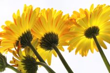 Vibrant Yellow And Orange Gerber Daisy Stock Photo Vibrant Yellow And Orange Gerber Daisy Stock Photo