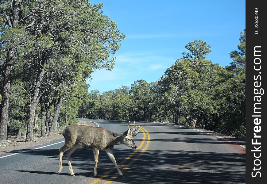 Deer walking on the road makes traffic dangerous. Deer walking on the road makes traffic dangerous