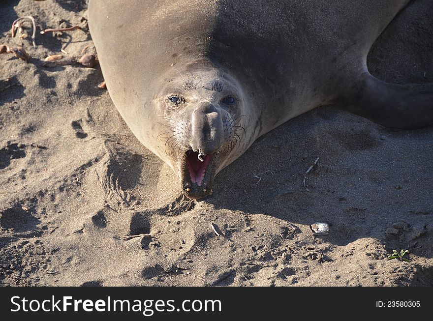 Elephant seal colony on an californian beach. Elephant seal colony on an californian beach
