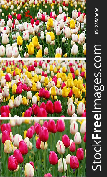 Collage from different tulip flowers. Collage from different tulip flowers