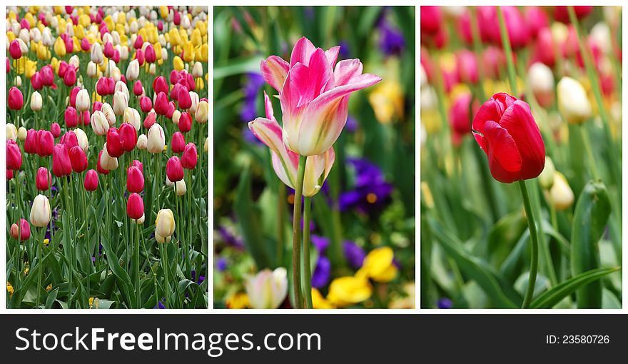 Collage from different tulip flowers. Collage from different tulip flowers