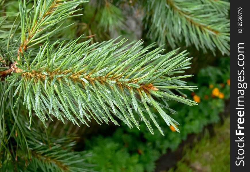 Green pine twig with water drops