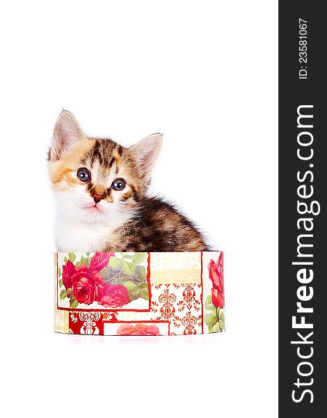Multi-colored Kitten In A Gift Box