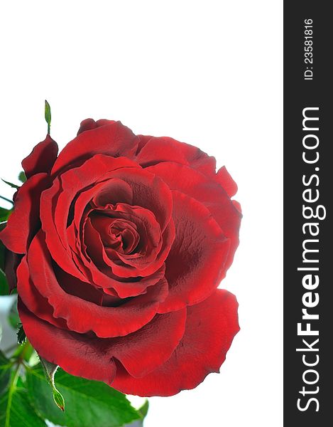 Macro image of dark red rose isolated on white background.