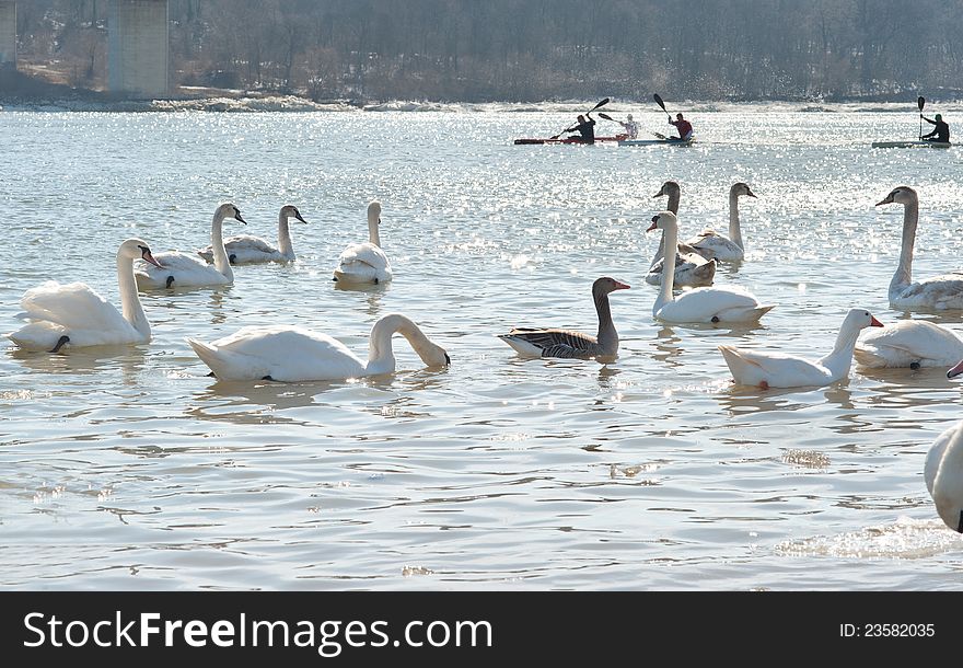 Group of swans on a cold river