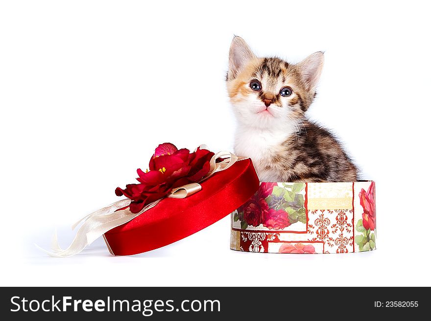 Multi-colored kitten in a gift box on a white background. Multi-colored kitten in a gift box on a white background