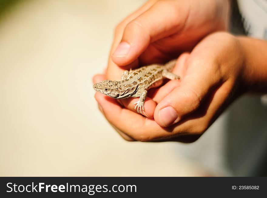 Close up shoot of a lizard in hands