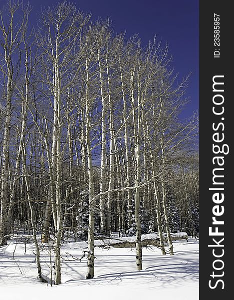 A grove of aspen trees after a winter storm clears out giving way to a bright sunny day with deep blue sky. A grove of aspen trees after a winter storm clears out giving way to a bright sunny day with deep blue sky.