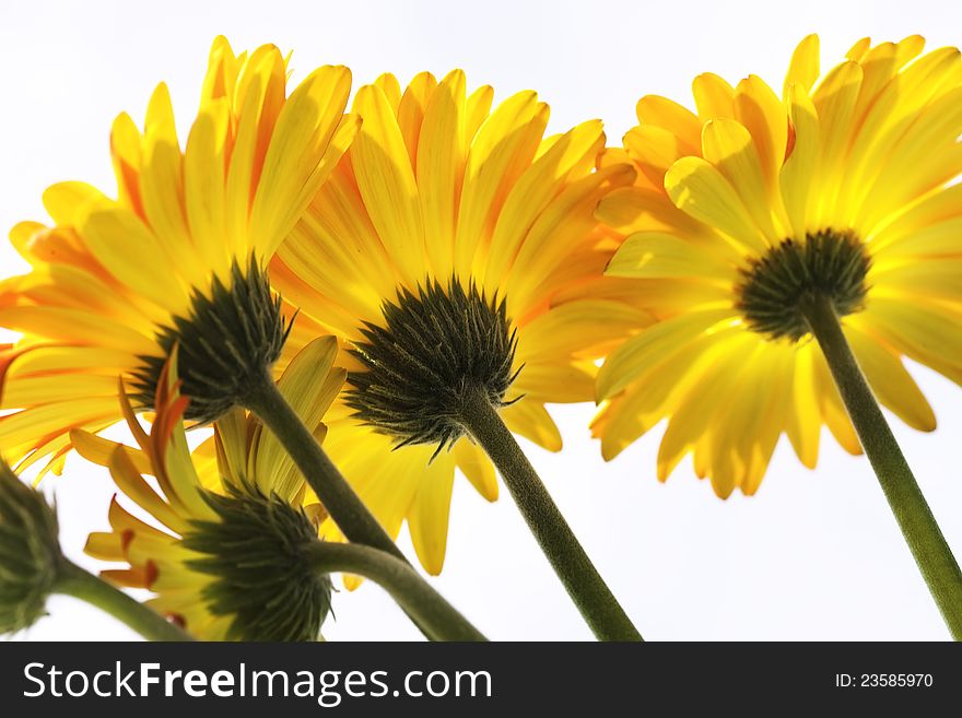 Vibrant Yellow And Orange Gerber Daisy