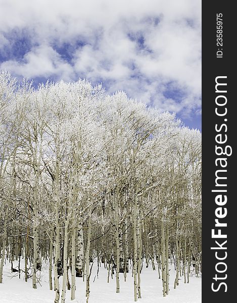 A small grove of aspen trees sit in a blanket of fresh snow in western Utah. A small grove of aspen trees sit in a blanket of fresh snow in western Utah.
