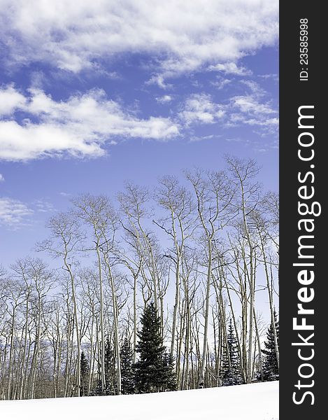 A grove of aspen trees with wispy clouds on a winter day. A grove of aspen trees with wispy clouds on a winter day.