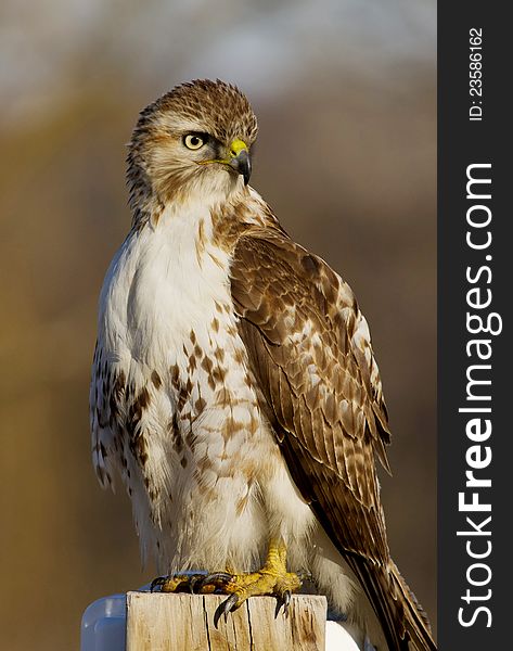 A Red-tailed Hawk perched on a post on the look out for food. This raptor is quite common in the Illinois area and hunts for small mammals. A Red-tailed Hawk perched on a post on the look out for food. This raptor is quite common in the Illinois area and hunts for small mammals.