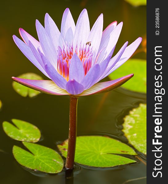 Violet lotus in the pond. Violet lotus in the pond