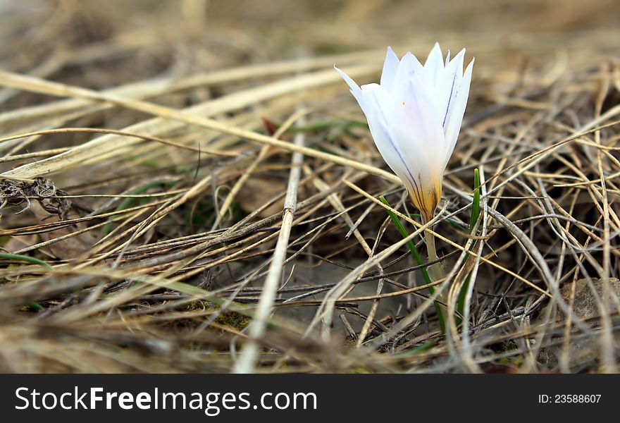 White crocus