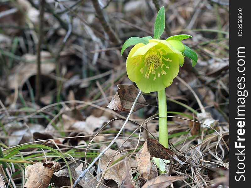 Green hellebore. spring comming soon