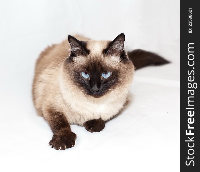 Lying Balinese cat breed white-brown in color