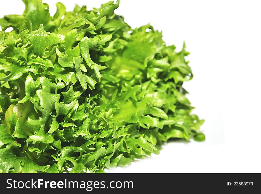 Fresh green lettuce frillice salad isolated on white