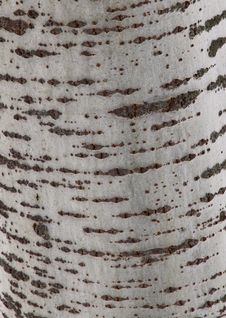 Tree Bark Texture Royalty Free Stock Image