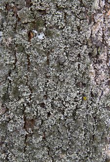 Tree Bark Texture Royalty Free Stock Photos