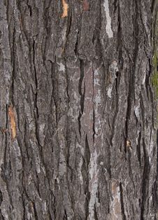 Tree Bark Texture Royalty Free Stock Photography